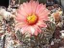 Astrophytum asterias cv superkabuto...