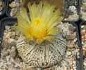 Astrophytum asterias cv superkabuto.