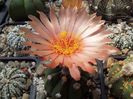 Astrophytum asterias hb.
