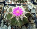 Aztekium hintoni .