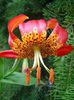 lilium-pardalinum pl.