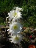 echinopsis_kratochviliana