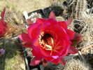 echinopsis_mammillosa_v.kermesina