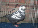 IMG_3668 f 2011