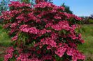 Cornus kousa 'Schmred'