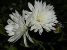 DSCN5852