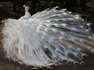Amazing_White_Peacock_Wallpaper