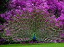 peacock-in-pink