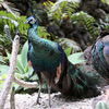 peafowl1