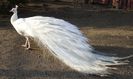 white_peacock_02_by_maplerose_stock