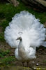 White-Peacock-in-Garden