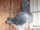 3098 H rezervat nick