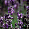 lavandula angustifolia loddon blue