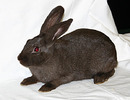 Rabbit (1)