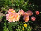 DSC09337