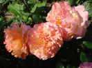 DSC09338