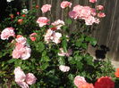 DSC09341