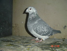 f07