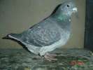 alta femela 09