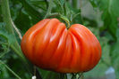 tomate-inima-de-bou-albenga1