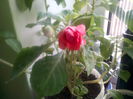impatiens roz