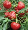 ardei-cherry