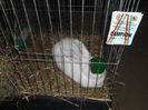 SAM_3454
