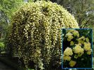 Banksia Lutea- primit de la Primula-Multumesc!