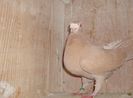 pic 067