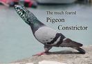 Pigeon-Constrictor