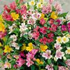 Alstroemeria
