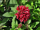 Cestrum Newellii