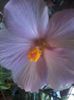 floare a doua zi