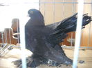 Picture 1366
