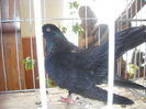 Picture 1371