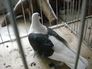 Picture 1372