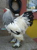 Cocos BHD 2