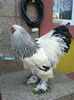 Cocos BHD 2