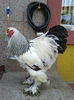 Cocos BHD 2