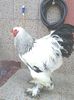 Cocos BHD 2