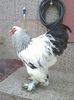 Cocos BHD 2
