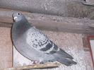 APDC2280