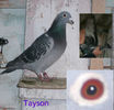 Tyson