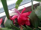 IMG_20141227_130606