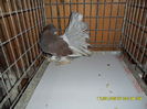 SAM_3048