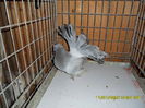 SAM_3079