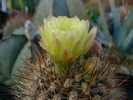 neoporteria_chilensis