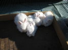 Iepuri Angora Englez