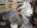Berbecila Herdwick la odihna