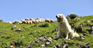 Ciobanescul de Pirinei casca de somn